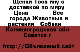 Щенки Тоса-ину с доставкой по миру › Цена ­ 68 000 - Все города Животные и растения » Собаки   . Калининградская обл.,Советск г.